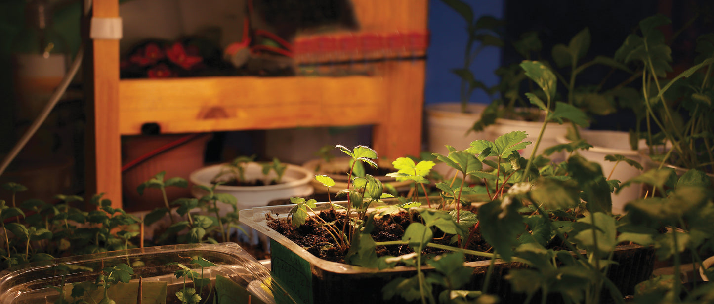 image of 16 Watt - PAR38 LED - Full Spectrum Plant Grow Lamp - Medium Base - 120 Volt