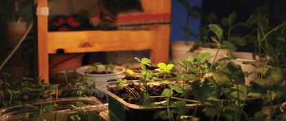 image of 16 Watt - PAR38 LED - Full Spectrum Plant Grow Lamp - Medium Base - 120 Volt